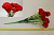 Цветы иск.015-060-001 к-100 Гвоздика 