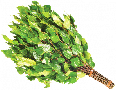 Веник (береза) 